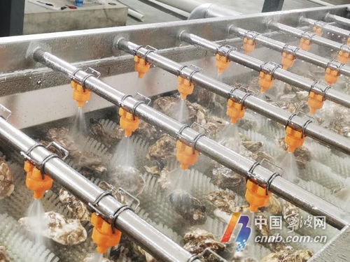 寧波人擁有專業(yè)生蠔清洗加工廠，消毒服務(wù)保障食品安全新標桿